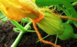 Why pumpkin ovaries turn yellow and fall off: determine the cause of the problem and save our harvest