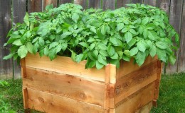 A step-by-step guide to growing potatoes in crates and boxes