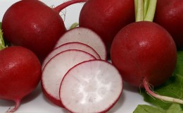 What family does the radish belong to, its characteristics and description