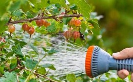 How abundantly and how often to water gooseberries and currants in summer