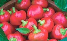 The time-tested variety of pepper 