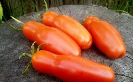 Tomato variety