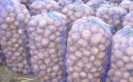 What is the yield of potatoes from 1 hectare and how to increase it