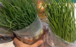 The technology of planting and growing onions in a package without land is a super way!