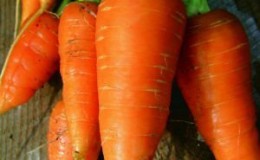Reference French carrot variety Carotel