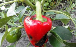 Why does pepper rot on a bush: identifying the cause of the problem and effectively saving our harvest