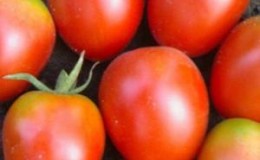 Hybrid tomato 