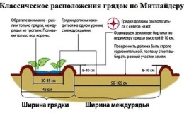 Planting and growing potatoes according to the Mittlider method for high yields