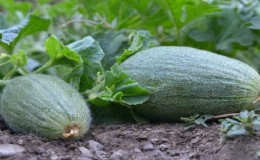What is cucumber, how is it grown and eaten