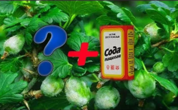 How to properly use powdery mildew soda on gooseberries: recipes and processing recommendations