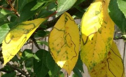 Cherry leaves turn yellow in July: what to do and why it happens