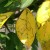 Cherry leaves turn yellow in July: what to do and why it happens