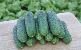 An unpretentious hybrid of Tchaikovsky f1 cucumbers, which gives a rich harvest even with minimal maintenance