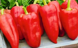 Why is Winnie the Pooh pepper good: we get acquainted with the variety and learn how to grow it correctly