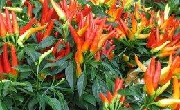Features and varieties of pepperoni, its cultivation and applications