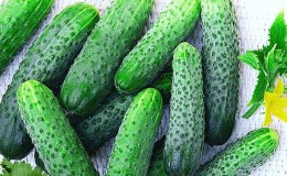 Hybrid early ripe hybrid of cucumbers 