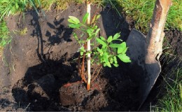 What kind of soil and drainage does honeysuckle love?