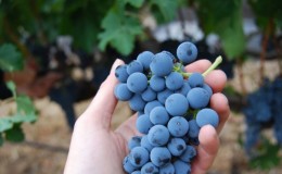 What properties should non-covering grape varieties have and which of them are considered the best