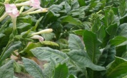 Fragrant and delicious Havana tobacco for Cuban cigar lovers