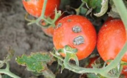 What are the diseases of tomatoes in the greenhouse and the fight against them