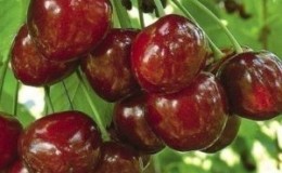 Yielding and disease-resistant cherry variety