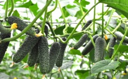 Cucumber 