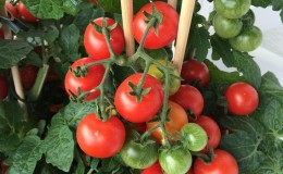 Features of agricultural technology of the
