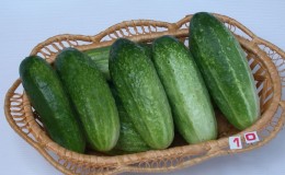 The bee-pollinated variety of cucumbers