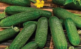 Parthenocarpic hybrid of cucumbers