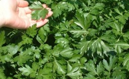 Review of the parsley variety