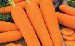 High-yielding first-generation carrot hybrid: Baltimore f1