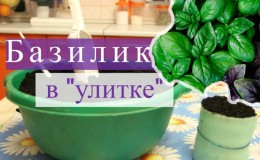 How to germinate basil seedlings in a snail correctly