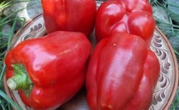 To the envy of neighbors and the delight of the owners - a variety of pepper 