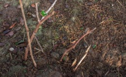 When and how to properly transplant grapes to another place in the fall