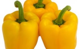 Early ripe and high-yielding pepper hybrid