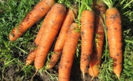Late-ripening table hybrid of Bolero f1 carrots: description and features of cultivation