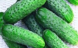 Cucumber hybrid 
