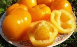 Juicy, sweet tomato 