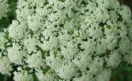 When to harvest carrot seeds and how to do it right