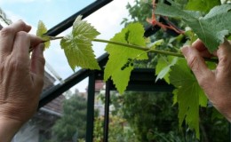 How to properly prune green young shoots of grapes in summer: a diagram and step-by-step instructions