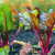Why do beet leaves turn red and what to do about it?