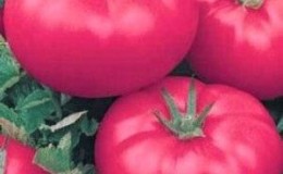 How to grow a tomato