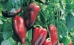 Hybrid pepper