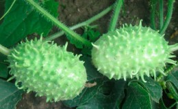 What is anguria and how to grow it