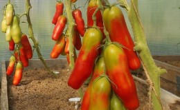 Mid-season, high-yielding and unusual in shape
