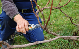 When and how to properly prune grapes in spring for beginners step by step: instructions and diagrams