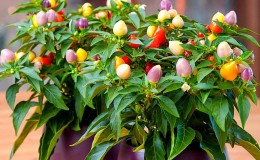How to grow and care for ornamental pepper