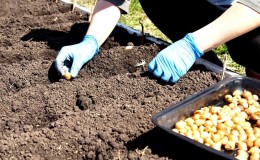 How to plant onions correctly and to what depth for the winter