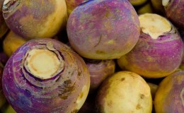 How and when to harvest rutabagas to preserve the harvest until spring
