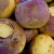 How and when to harvest rutabagas to preserve the harvest until spring